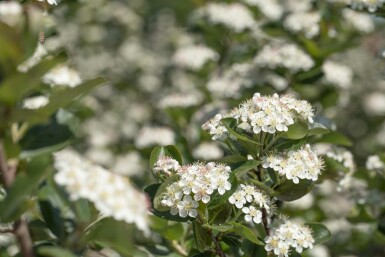 Aronia prunifolia 'Viking' C20 100-125