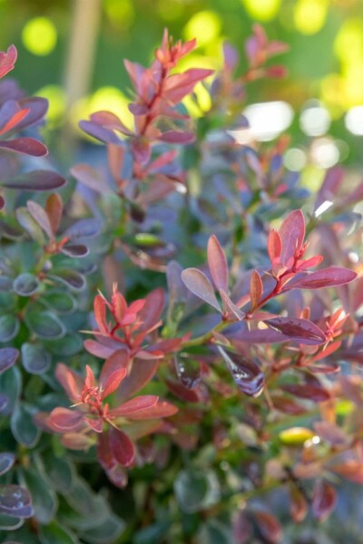 Berberis thunbergii 'Bagatelle' busk 20-25 cm