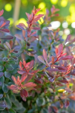Hvid potentil Berberis thunbergii 'Bagatelle' busk Berberis thunbergii 'Bagatelle' busk