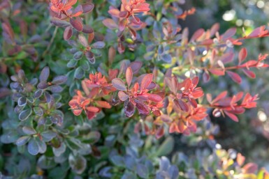Hvid potentil Berberis thunbergii 'Bagatelle' busk Berberis thunbergii 'Bagatelle' busk