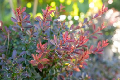 Berberis thunbergii 'Bagatelle' busk 20-25 cm