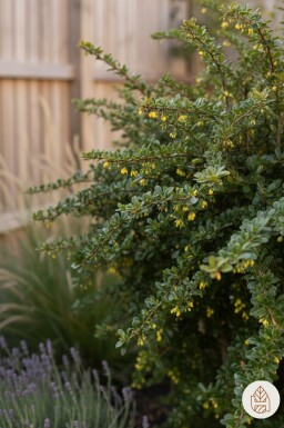 Berberis verruculosa busk 30-40 cm