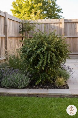 Berberis verruculosa busk 30-40 cm