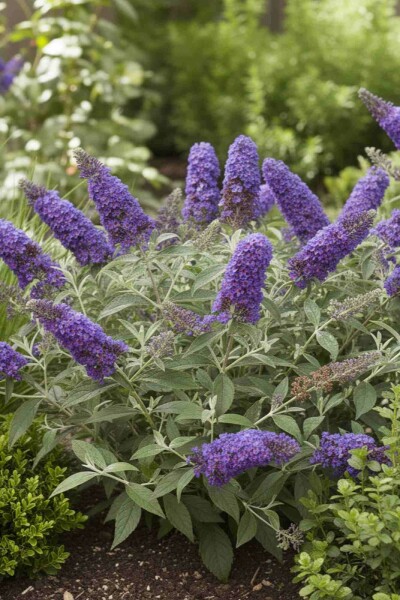 Buddleja davidii 'Free Petite Blue Heaven' busk 20-25 cm