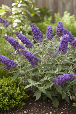 Buddleja davidii 'Free Petite Blue Heaven' busk 20-25 cm