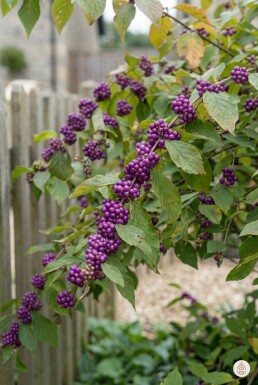 Callicarpa bodinieri 'Profusion' busk 40-60 cm