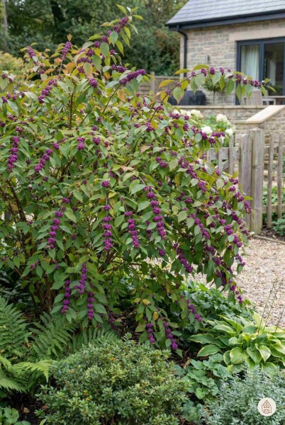 Callicarpa bodinieri 'Profusion' busk 100-125 cm