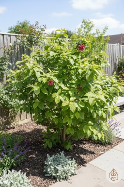 Calycanthus floridus busk 40-50 cm