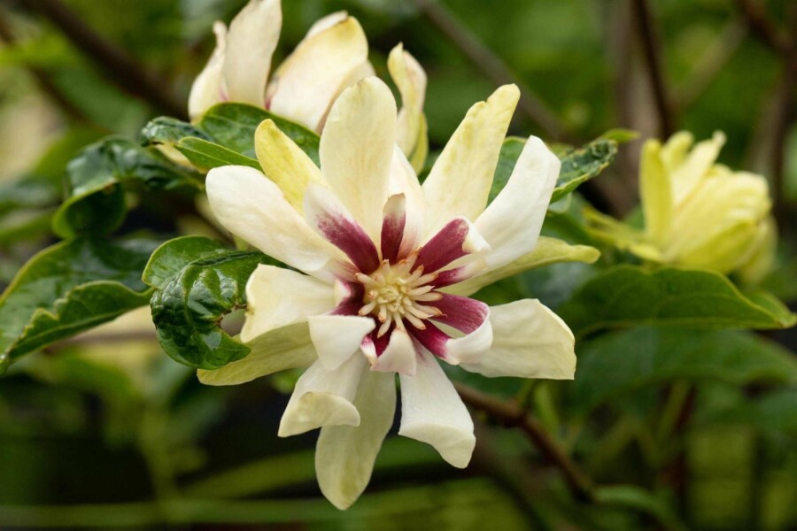 Kanelbusk Calycanthus 'Venus' busk 30-40 C3 Calycanthus 'Venus' busk 30-40 cm
