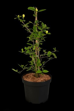 Kanelbusk Calycanthus 'Venus' busk 30-40 C3 Calycanthus 'Venus' busk 30-40 cm