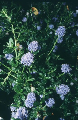 Ceanothus Ceanothus 'Blue Mound' busk Ceanothus 'Blue Mound' busk