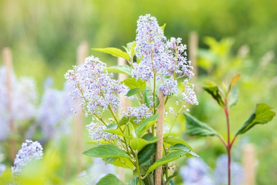 Syren Amerikansk Ceanothus 'Gloire de Versailles' busk 30-40 C2 Ceanothus 'Gloire de Versailles' busk 30-40 cm