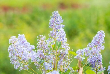 Syren Amerikansk Ceanothus 'Gloire de Versailles' busk 30-40 C2 Ceanothus 'Gloire de Versailles' busk 30-40 cm