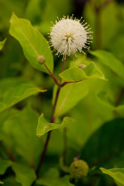 Bikagebusk Cephalanthus occidentalis busk 30-40 C3 Cephalanthus occidentalis busk 30-40 cm