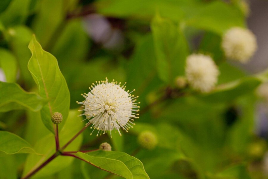 Bikagebusk Cephalanthus occidentalis busk 30-40 C3 Cephalanthus occidentalis busk 30-40 cm