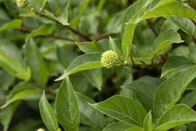 Bikagebusk Cephalanthus occidentalis busk 30-40 C3 Cephalanthus occidentalis busk 30-40 cm