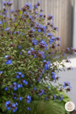 Ceratostigma willmottianum busk 30-40 cm