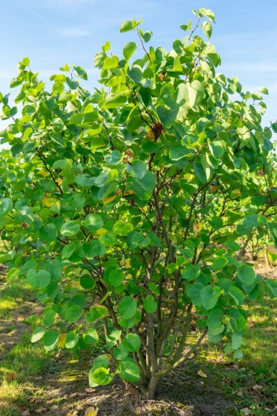 Cercis canadensis C7,5 60-80
