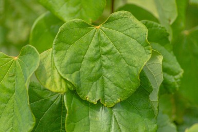 Cercis canadensis C7,5 60-80