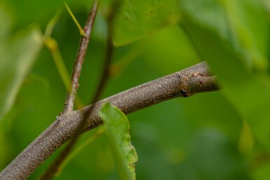 Cercis canadensis C7,5 60-80