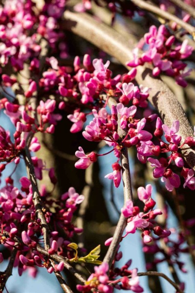 Judastræ Cercis canadensis 'Lavender Twist' busk 175-200 C10 Cercis canadensis 'Lavender Twist' busk 175-200 cm