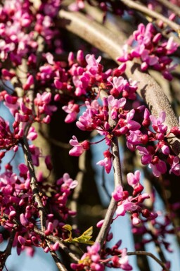 Judastræ Cercis canadensis 'Lavender Twist' busk 175-200 C10 Cercis canadensis 'Lavender Twist' busk 175-200 cm