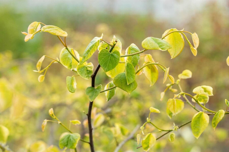 Judastræ Cercis canadensis 'Lavender Twist' busk 175-200 C10 Cercis canadensis 'Lavender Twist' busk 175-200 cm