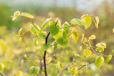 Judastræ Cercis canadensis 'Lavender Twist' busk 175-200 C10 Cercis canadensis 'Lavender Twist' busk 175-200 cm