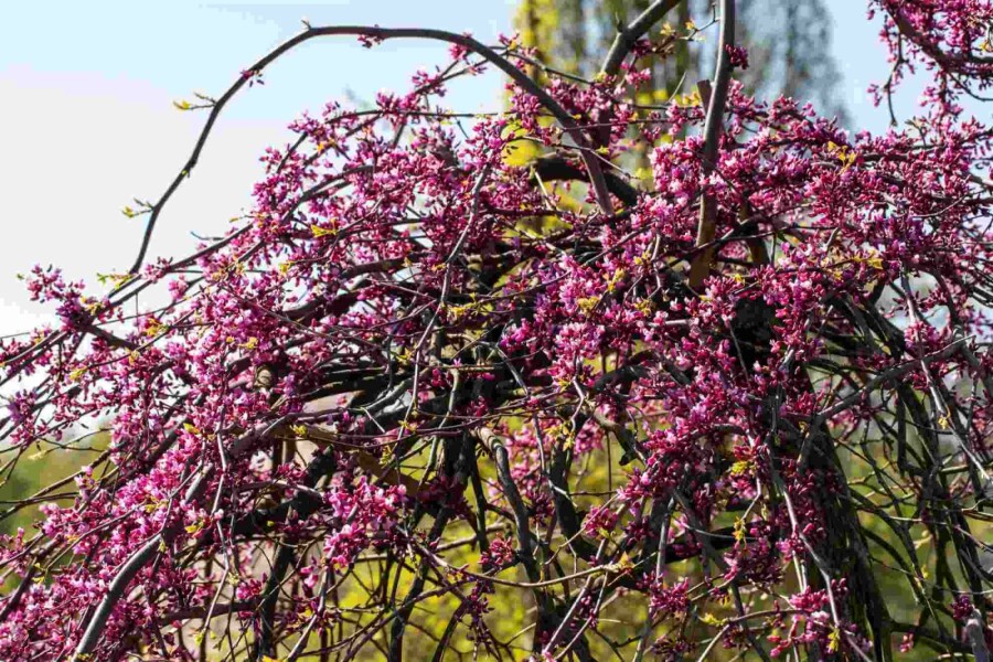 Judastræ Cercis canadensis 'Lavender Twist' busk 175-200 C10 Cercis canadensis 'Lavender Twist' busk 175-200 cm