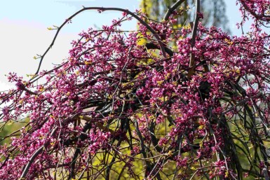 Judastræ Cercis canadensis 'Lavender Twist' busk 175-200 C10 Cercis canadensis 'Lavender Twist' busk 175-200 cm