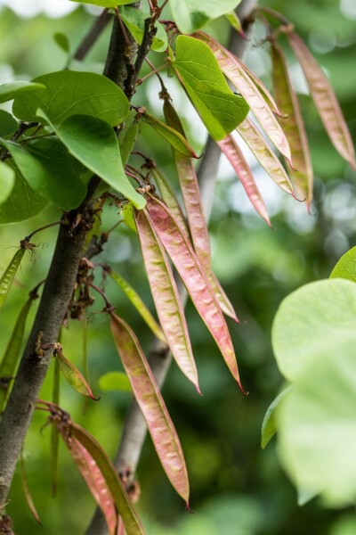Cercis siliquastrum C5 50-60