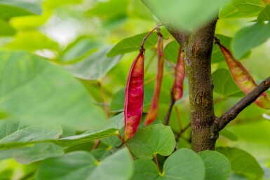 Cercis siliquastrum C5 50-60