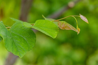 Cercis siliquastrum C5 50-60