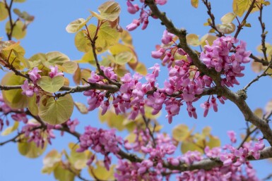 Cercis siliquastrum C5 50-60