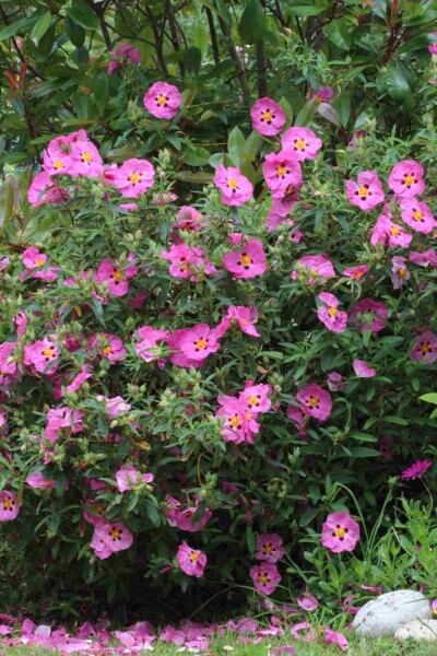 Lilla solrose Cistus purpureus busk 20-30 C2 Cistus purpureus busk 20-30 cm