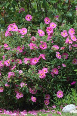 Lilla solrose Cistus purpureus busk 20-30 C2 Cistus purpureus busk 20-30 cm