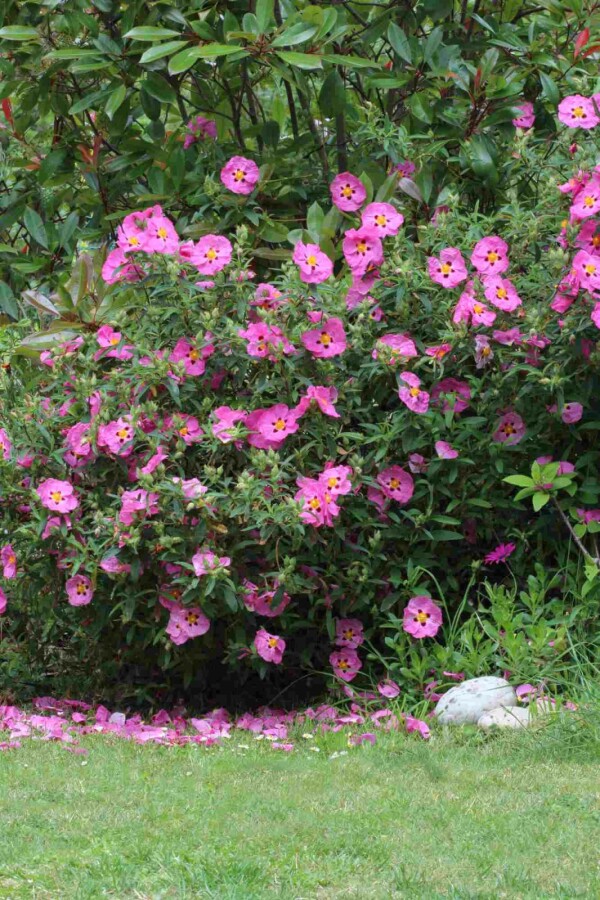 Lilla solrose Cistus purpureus busk 20-30 C2 Cistus purpureus busk 20-30 cm