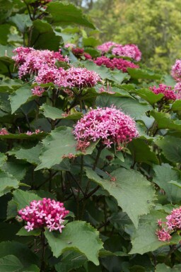Bunge skæbnetræ Clerodendrum bungei busk 30-40 C3 Clerodendrum bungei busk 30-40 cm