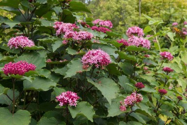 Bunge skæbnetræ Clerodendrum bungei busk 30-40 C3 Clerodendrum bungei busk 30-40 cm