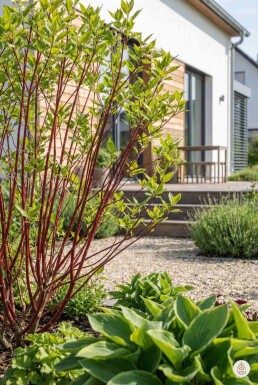 Cornus alba 'Sibirica' busk 60-80 cm