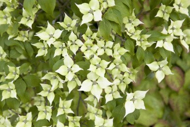Cornus kousa chinensis C12 175-200