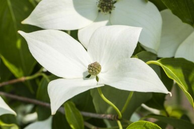 Kousa kornel Cornus kousa 'Milky Way' busk 60-80 C7,5 Cornus kousa 'Milky Way' busk 60-80 cm