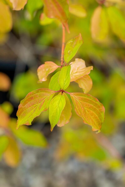 Cornus sanguinea 'Winter Beauty' C3 60-80