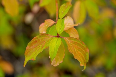 Cornus sanguinea 'Winter Beauty' C3 60-80