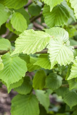 Almindelig hassel Corylus avellana busk Corylus avellana