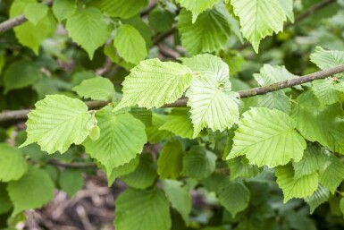Almindelig hassel Corylus avellana busk Corylus avellana