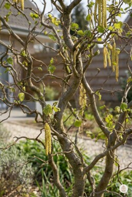 Corylus avellana 'Contorta' busk 40-60 cm
