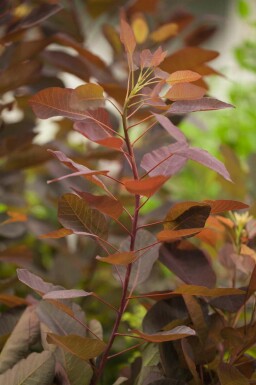 Cotinus 'Grace' C5 60-80