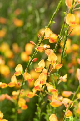 Cytisus 'Apricot Gem' C1,5 30-40