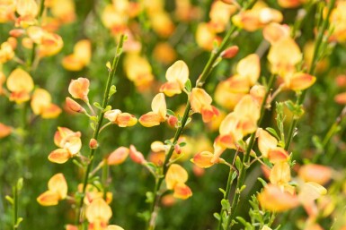 Cytisus 'Apricot Gem' C1,5 30-40